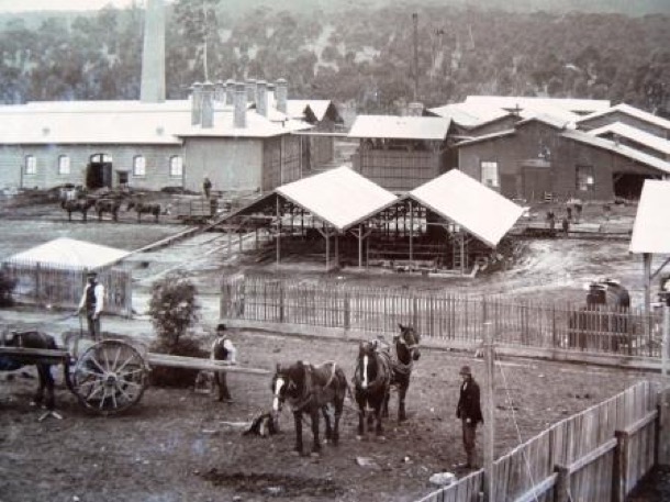1880 timber company near Wandong