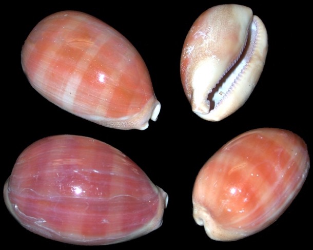 cowrie shells