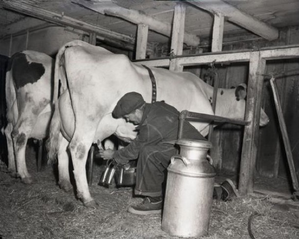 milking 