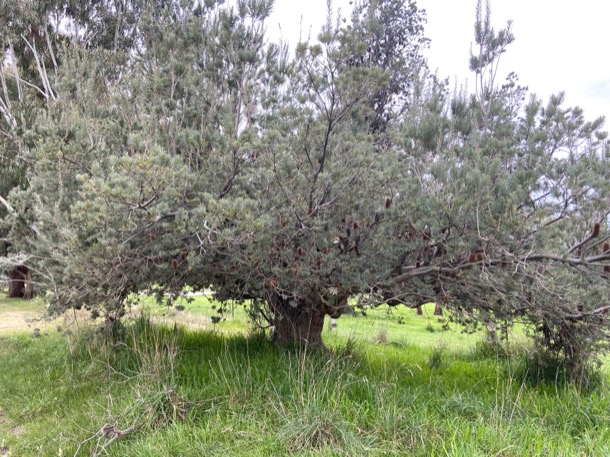 18 Banksia