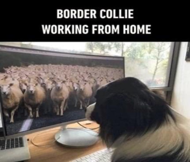 Border collie