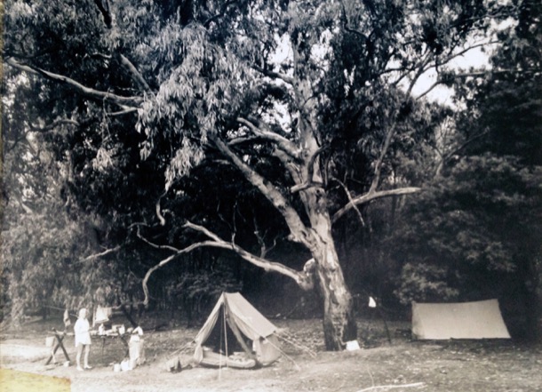 ISLAND WITH TREE