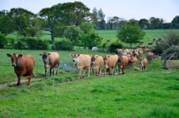 jersey cows