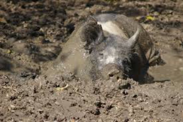 pigs in mud