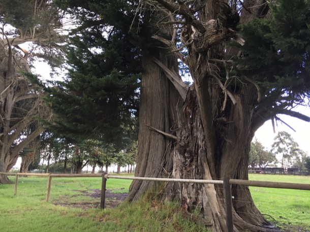 Trees at Snowview