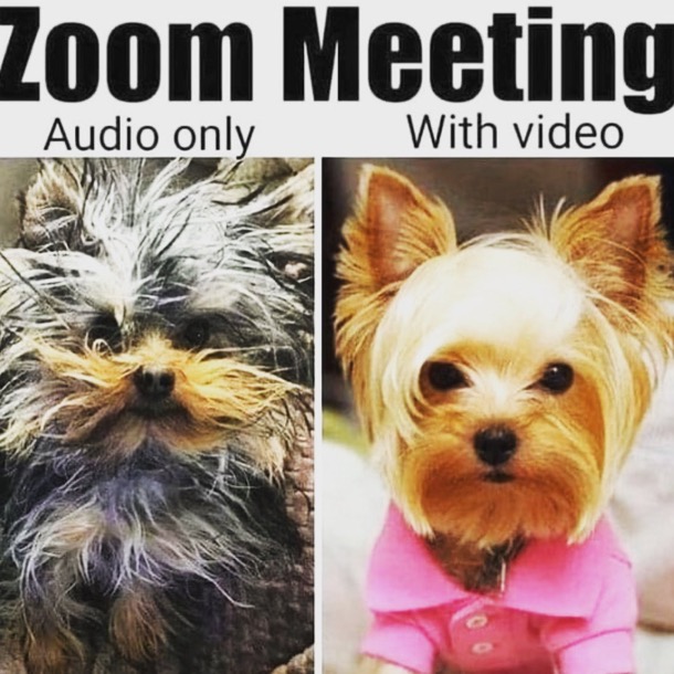 Zoom dogs