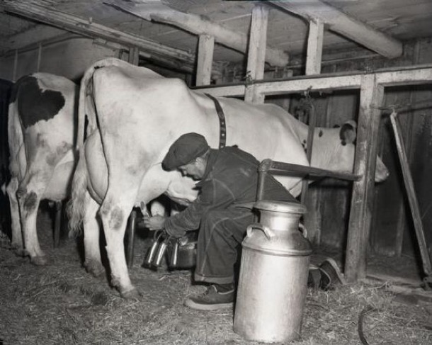 milking